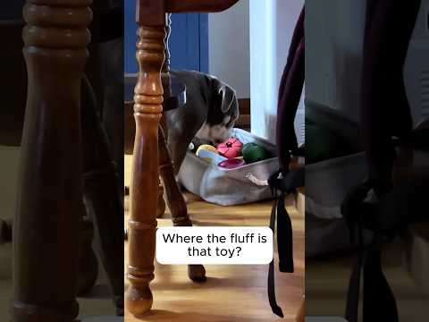 Hunt for a lost toy #bulldog #englishbulldog #toys #funnydogs