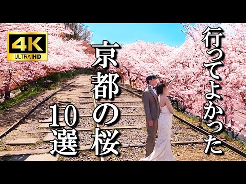 【京都の桜名所】ベスト１０選　醍醐寺 円山公園 嵐山 背割り堤防 蹴上インクライン 平野神社 京都御苑  平野神社