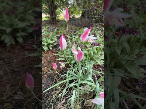 What's Blooming Today in the Garden May 6 2023