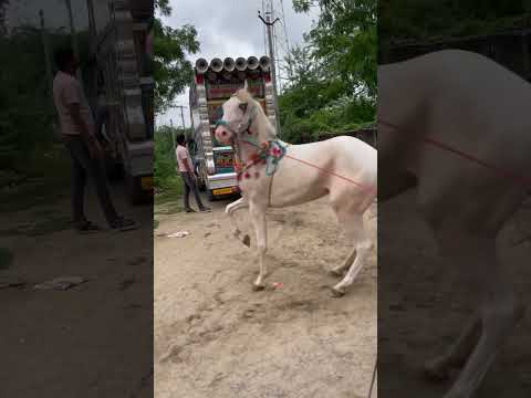 तेजल बनगो बीन्द नाचो नाचो 💥 Happy Kasana Official #gurjarrasiya #tejal #tejaji #dance #horse #song