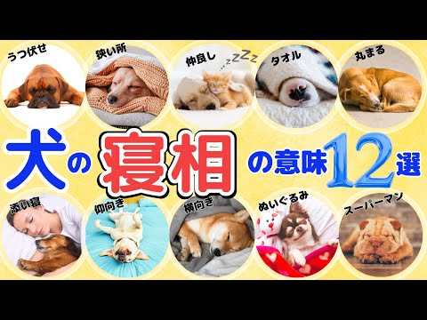 【必見】犬の寝相の意味12選！熟睡レベル診断【犬の心理/病気のサイン/リラックス度】