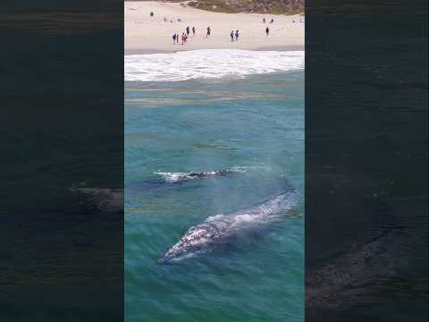 Have you ever seen whales so close to shore!? #whale #california