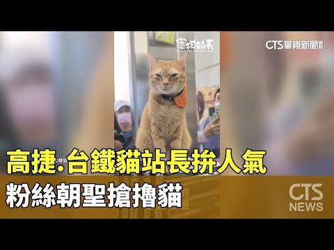 高捷.台鐵貓站長拚人氣　粉絲朝聖搶擼貓｜華視新聞 20250115@CtsTw