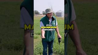 Spotting Magnesium Deficiency in Alfalfa #soilcompaction #regenerativeagriculture #soilhealth