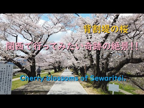 背割堤の桜、関西で1度は見たい奇跡の絶景♪【Cherry blossoms of Sewaritei of Kyoto.】