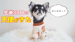 【お迎え初日】可愛すぎる極小チワワの子犬がやってきた！【生後80日　パピー　ロングコートチワワ】