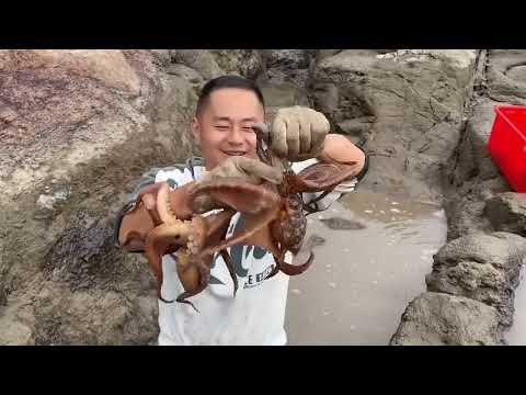 【阿向趕海】三斤南美白對蝦打窩 鱸魚氾濫成災連抓不斷 魚獲爆桶大賣三千三