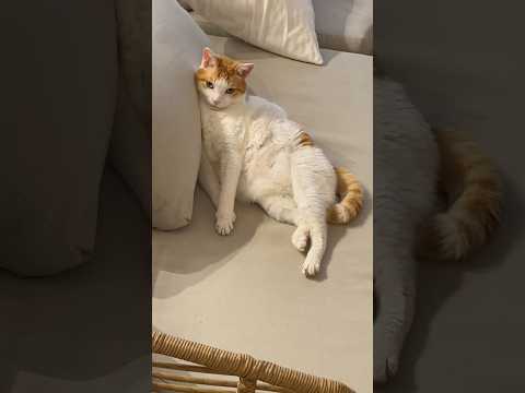 猫が人間のようにソファで寝ていたので報告します #猫動画 #cat