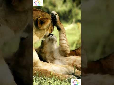 Psychology facts Lion, Lioness #shorts #shortsfeed #youtubeshorts #viral #facts #lions #weirdanimals