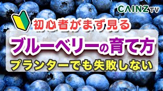 ブルーベリーの育て方｜プランターでブルベリー栽培｜失敗しない苗の選びの基本【カインズ】