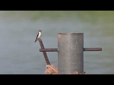 Wire-tailed Swallow (Hirundo smithii) - Janjanbureh (Gambia) 22-11-2024