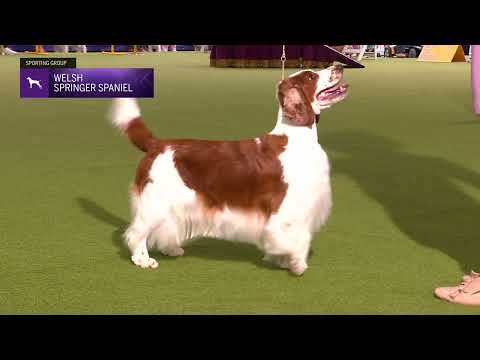 Spaniels (Welsh Springer) | Breed Judging 2024