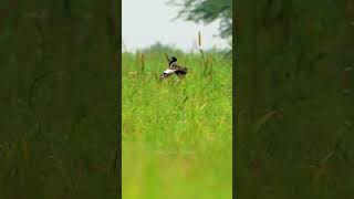 The Jumping bird of India #lesserflorican#rarebird#indianwildlife#naturephotography#short#jump#dance