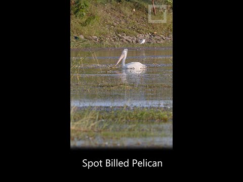 Spot Billed Pelican (Pelecanus philippensis) from Sri Lanka