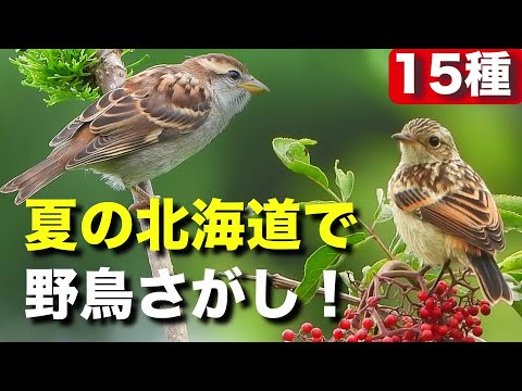 北海道で野鳥を探しに行こう！農道や公園で会える小鳥たち♪