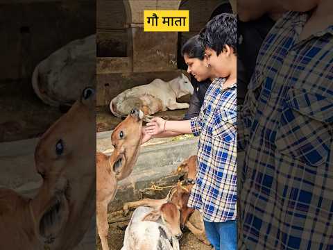 गौ माता  #गौमाता #गौमाताकीजय #गौमाता_राष्ट्रमाता #opalanhare # गौशाला #ytshorts #गांव