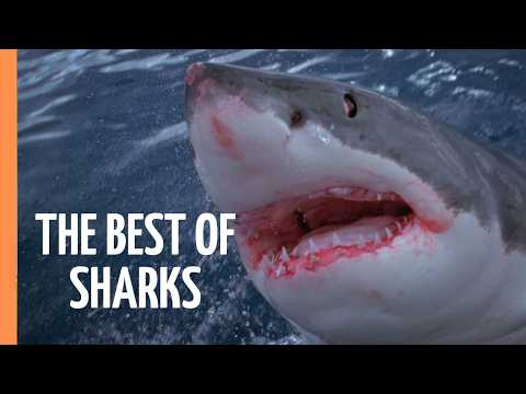 The Best of Sharks | Full Documentary