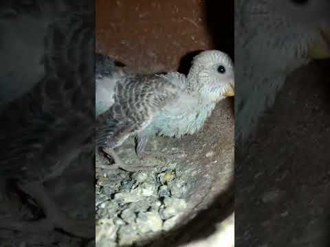 Budgie bird egg hatching Chicks Growth Day 23 #Viral #Shorts