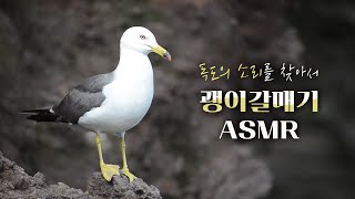 독도의 소리를 찾아서 - 괭이갈매기ASMR