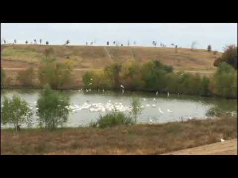 White Pelicans Foraging At Archbishop Fiorenza Park