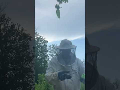 Will the Supermoon Affect My Bees?