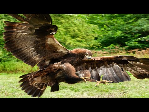 20 INCREDIBLE FACTS ABOUT THE EAGLE/EAGLE CALLS SOUNDS/BBC Earth