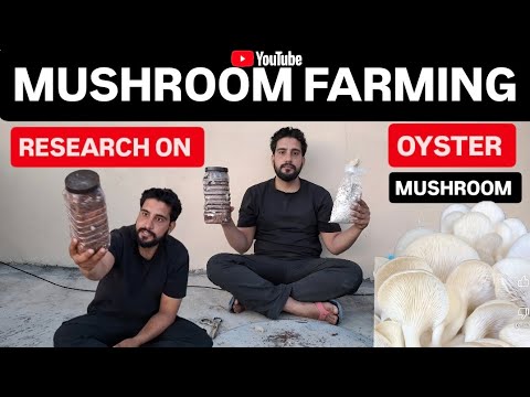 Mushroom farming in India Research on Mushroom | Oyster mushroom grow in Cocopeat  |Day 1 |