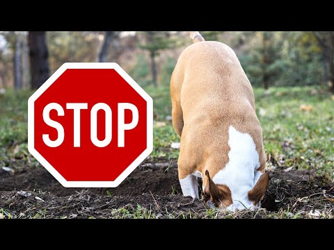 STOP Your Staffy Digging Up Your Garden (GUARANTEED!)