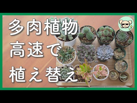 楽天で購入した多肉の植え替え【エケベリア センペルビウム ガステリア】【多肉植物専門店・VISTA】