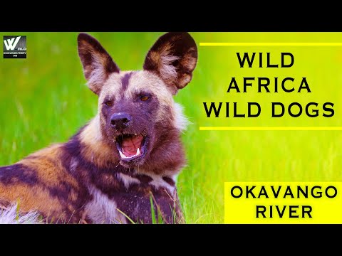 जंगली के अफ़्रीका जंगली कुत्ते | ओकावांगो नदी | Wild Africa Wild dogs | Okavango River | Documentary