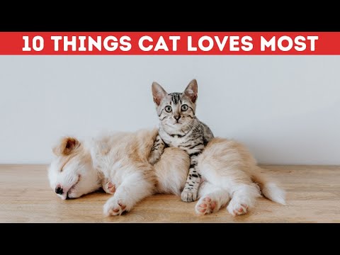 What Are the Top 10 Things Cats Absolutely Love?