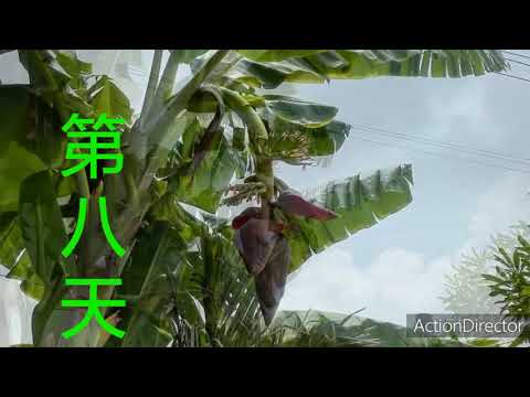 奥妙的香蕉 Banana Blossoming