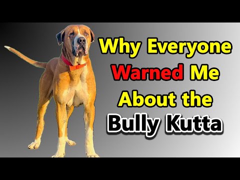 Everyone told me to beware of the Bully Kutta