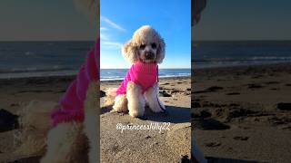 #fun #barboncino #puppy #cute #cane #song #dog #cantante #poodle #sea #funnyvideo #apt #dreamface 🎶🤣