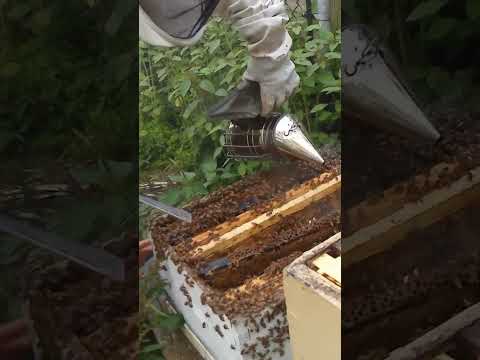 My beekeeping journey