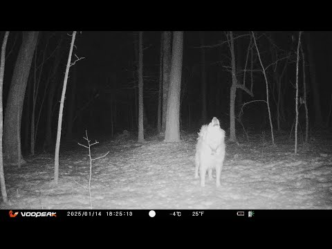 Trail Camera Footage - How many different animals are in the backyard? -Guard Dog at Work-