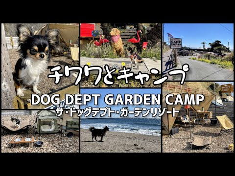 【犬連れキャンプ】千葉県：DOG DEPT GARDEN CAMP＆初めての砂浜で走るチワワ♪