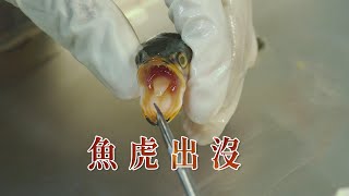 【外來種入侵】魚虎出沒 注意！｜擴散中的兇悍殺手 (我們的島 第1078集 2020-10-26)