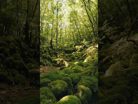 まるでもののけ姫の世界… 徳島の山奥にある自然の聖域。