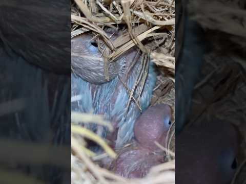 Pastel Blue Love Birds: Baby Chicks From Newborn to 3 Weeks