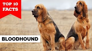 Bloodhound - Top 10 Facts