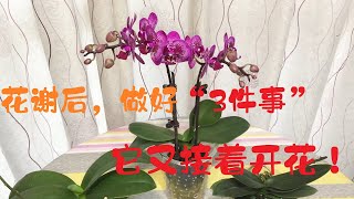 蝴蝶兰花谢后，做好“3件事”，又能接着开花！1年开几次花不难