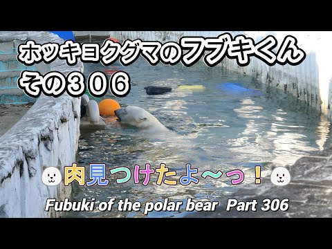 ホッキョクグマのフブキくん（３０６）🐻‍❄️肉みつけたよ～っ！🐻‍❄️（東山動植物園）Fubuki of the polar bear Part 306