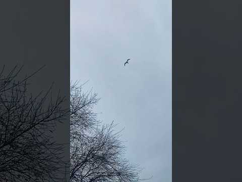 FLYING IN HIGH WINDS #birds #nature #storm #rain #clouds ##reels #viral #shorts #ytshorts #weather