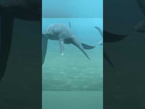 Pliosaurus Vs Plesiosaurs #dinosaur #shorts