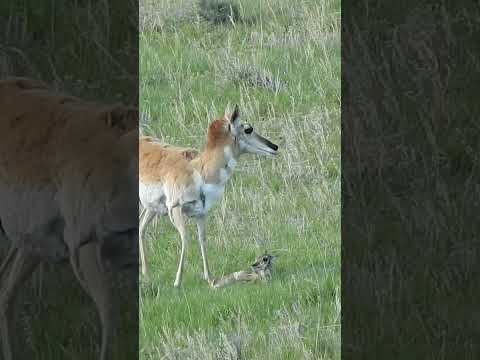 Doe Pronghorn Confuses Fawn for Badger & Then Recognizes her Mistake