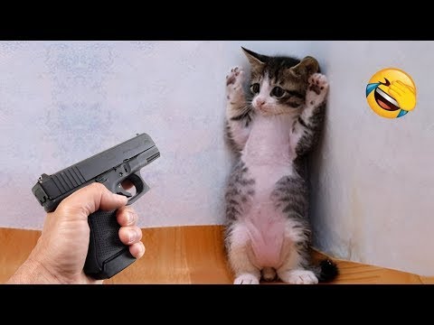 Funny Cats Videos 2024 😸 Funny Cat Videos – Funny Cats