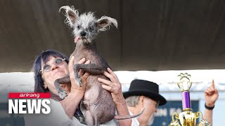 Scooter, a Chinese crested canine, crowned world's ugliest dog