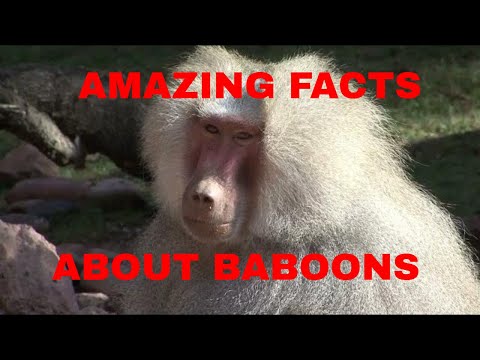 22  AMAZING FACTS ABOUT BABOONS