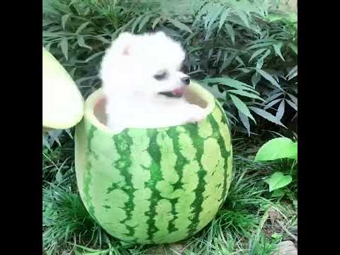 Mini Pomeranian 🔴 Funny and Cute Pomeranian Videos | Funny Puppy Videos 2020